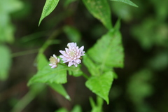 Persicaria runcinata